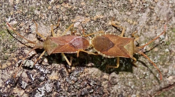 Gonocerus acuteangulatus