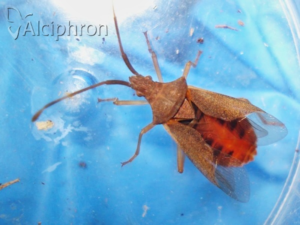 Gonocerus acuteangulatus