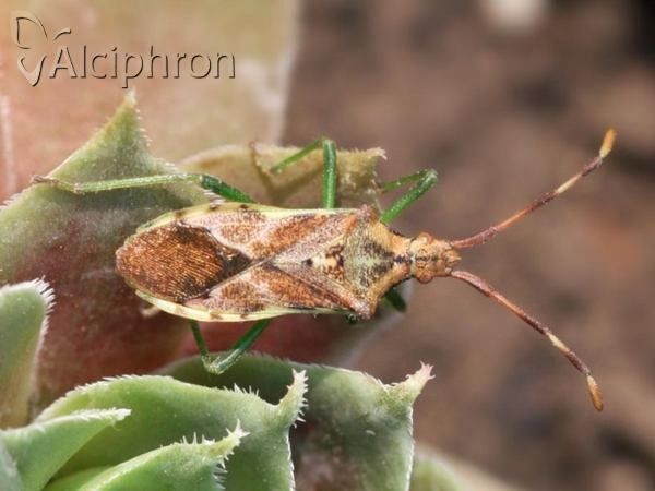 Gonocerus juniperi