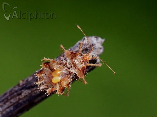 Phyllomorpha laciniata