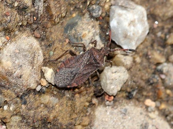 Ulmicola spinipes