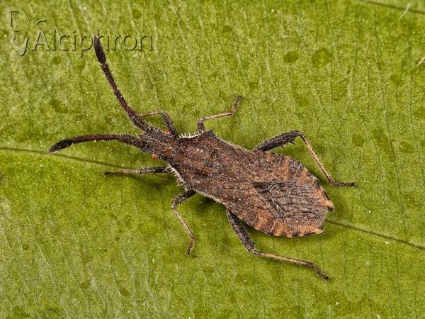 Coriomeris affinis