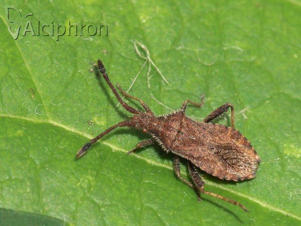Coriomeris denticulatus