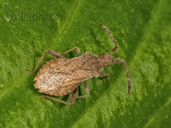 Coriomeris denticulatus