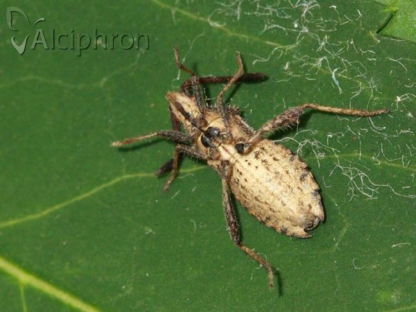 Coriomeris denticulatus