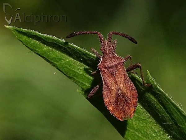 Coriomeris denticulatus