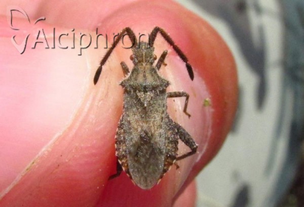 Coriomeris hirticornis