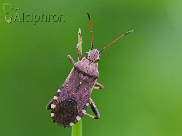 Ceraleptus gracilicornis