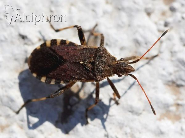Ceraleptus gracilicornis