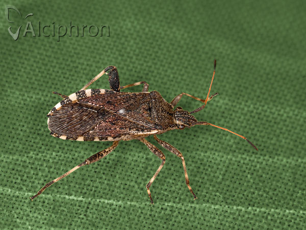 Ceraleptus gracilicornis