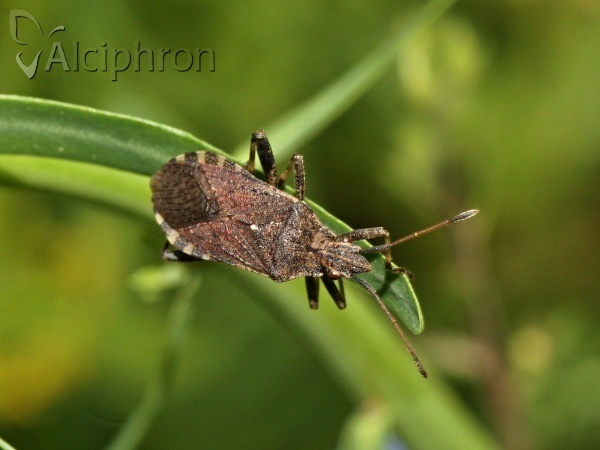 Ceraleptus gracilicornis