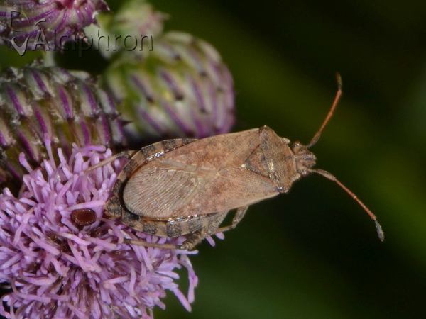 Ceraleptus gracilicornis