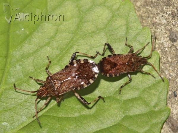 Ceraleptus gracilicornis