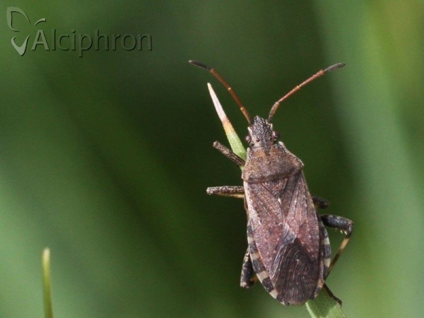 Ceraleptus gracilicornis