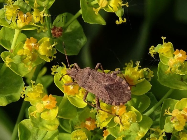Ceraleptus gracilicornis