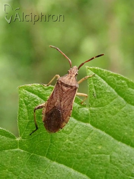 Ceraleptus lividus