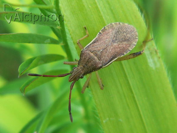 Ceraleptus lividus