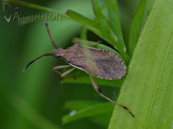 Ceraleptus lividus