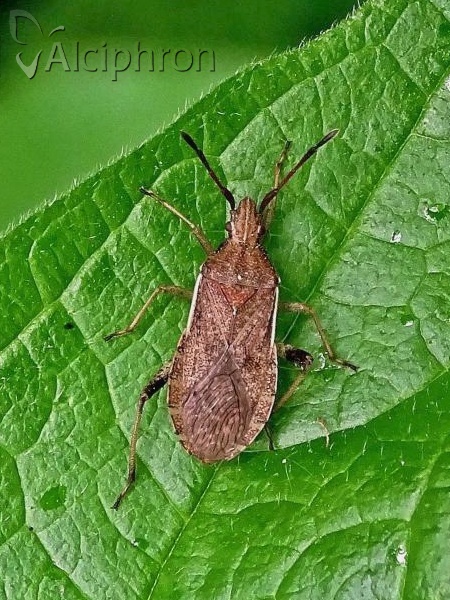 Ceraleptus lividus