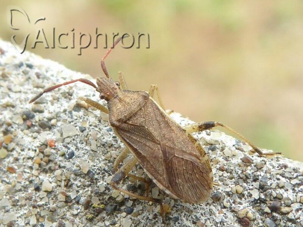 Ceraleptus lividus