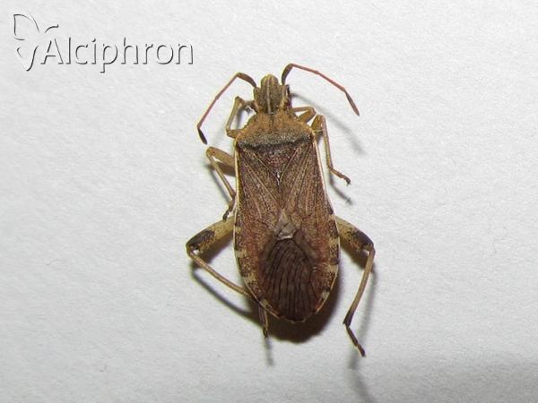 Ceraleptus obtusus
