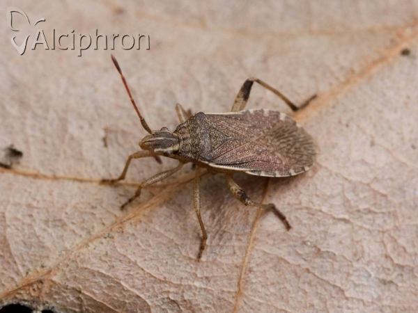 Ceraleptus obtusus