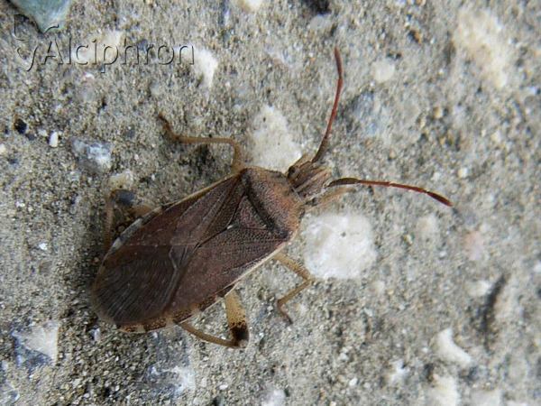 Ceraleptus obtusus