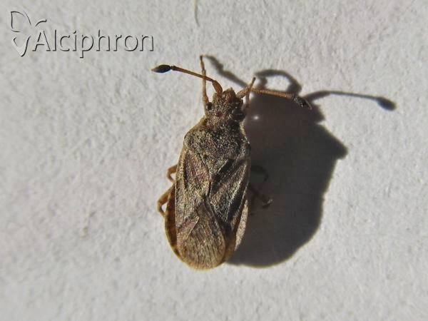 Bathysolen nubilus