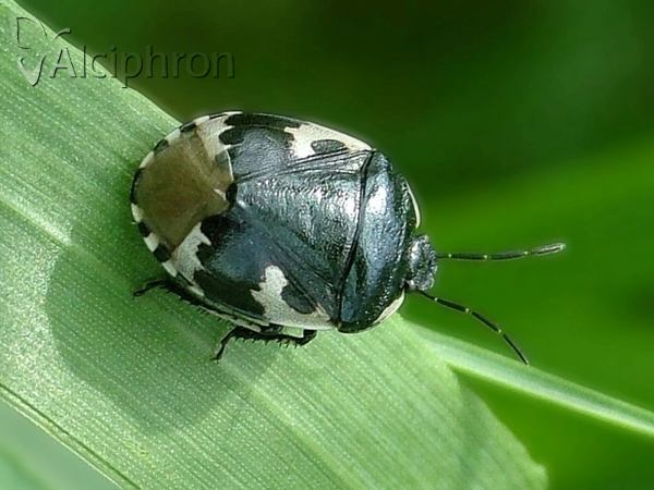 Tritomegas bicolor