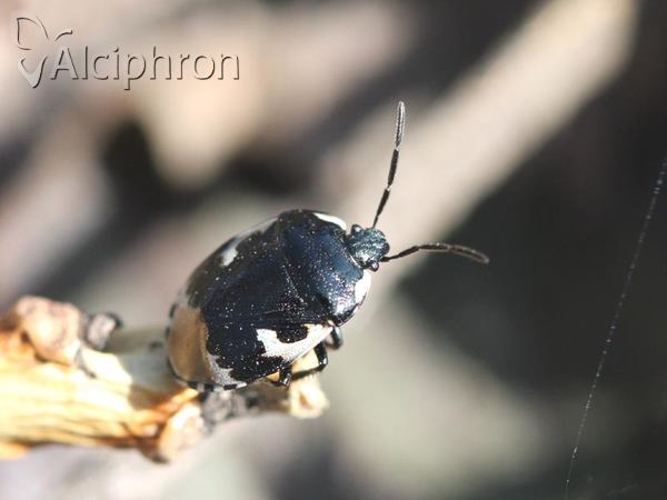 Tritomegas bicolor
