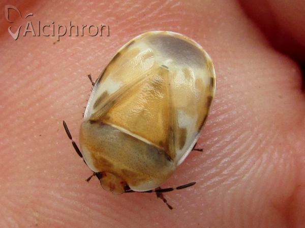 Tritomegas bicolor