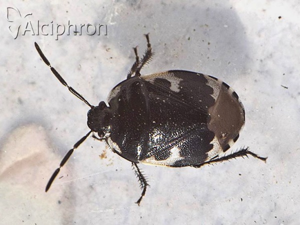 Tritomegas bicolor