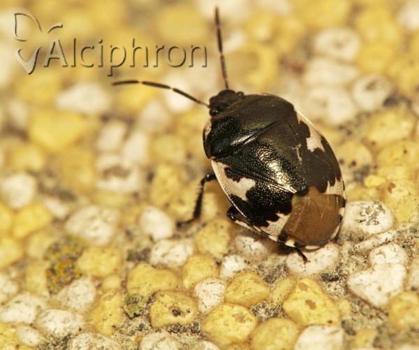 Tritomegas bicolor