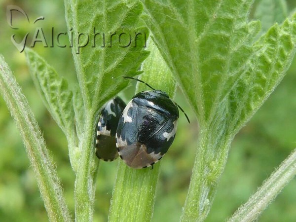 Tritomegas bicolor