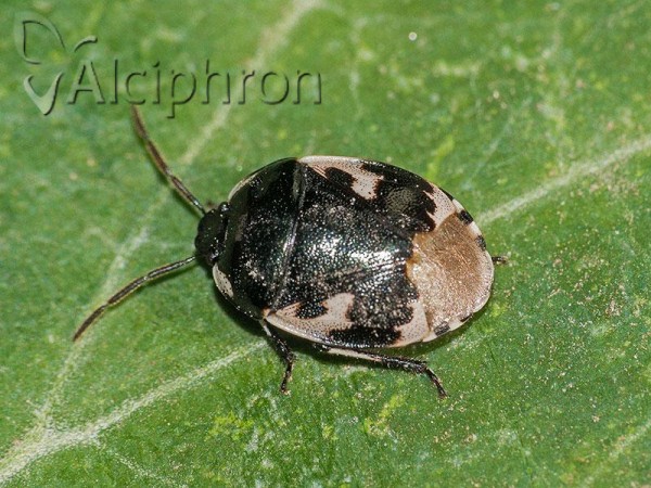 Tritomegas bicolor