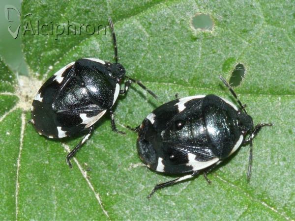 Tritomegas sexmaculatus