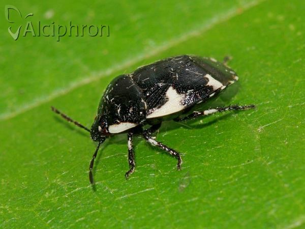 Tritomegas sexmaculatus