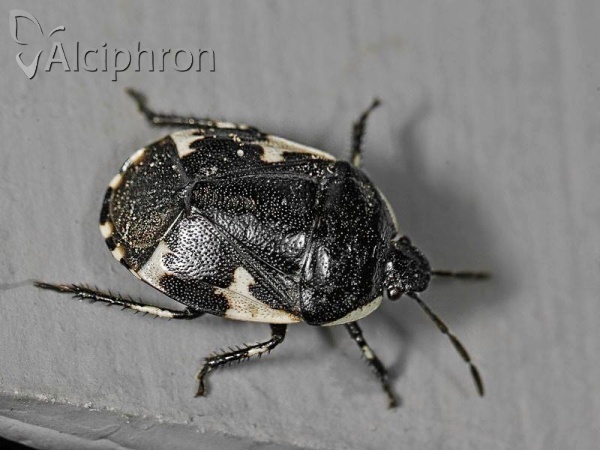 Tritomegas sexmaculatus