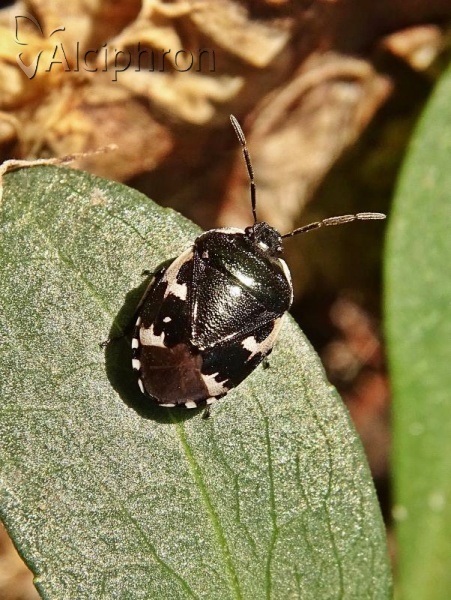 Tritomegas sexmaculatus
