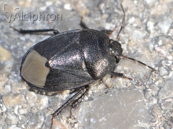 Sehirus luctuosus