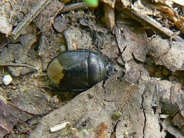 Sehirus luctuosus