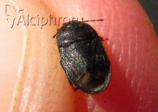 Ochetostethus balcanicus
