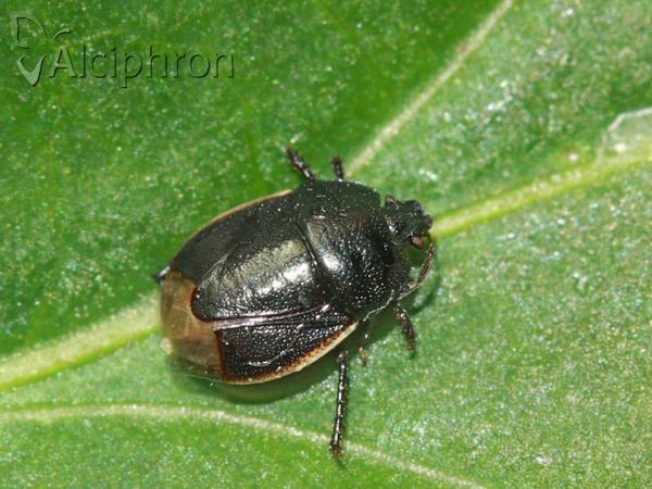 Legnotus limbosus