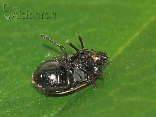 Legnotus limbosus