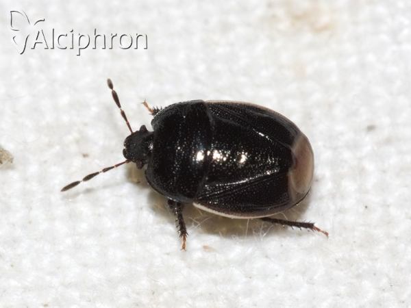 Legnotus limbosus