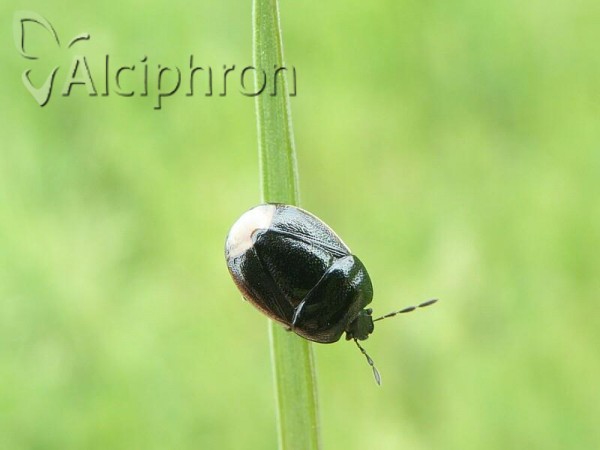 Legnotus limbosus