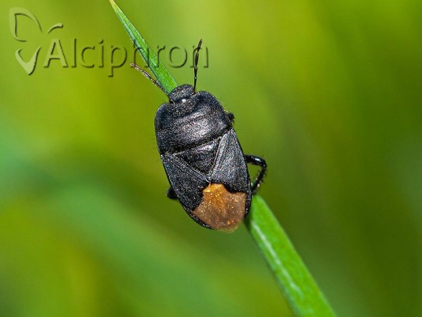 Cydnus aterrimus