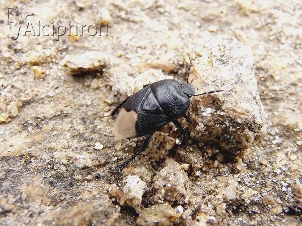 Cydnus aterrimus