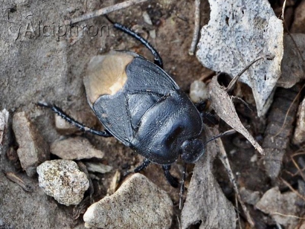 Cydnus aterrimus