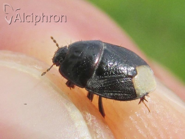 Microporus nigrita